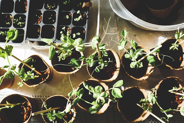 Pots of plants